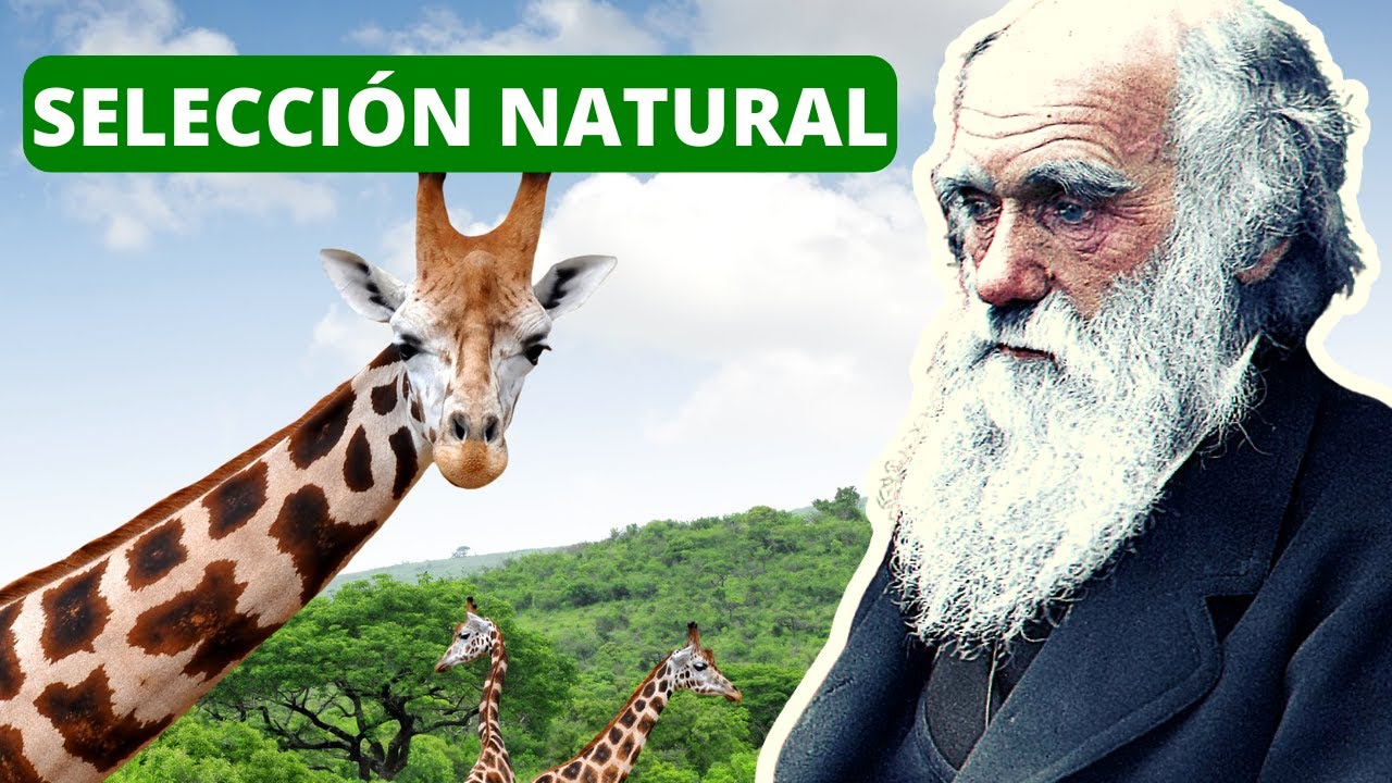 ¿Son a priori los modelos explicativos de la selección natural?